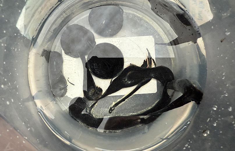 3C Bitumen Adhesive & Sealant underwater